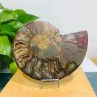 318g Natural Ammonite Fossil Quartz Slice Crystal Mineral Specimen Decoration