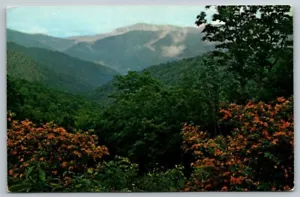 Flame Azalea Smoky Mountains Tennessee North Carolina Postcard 1970 - Picture 1 of 2
