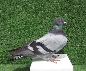 Standing Grey Pigeon Real Bird Taxidermy Mount - Picture 1 of 3