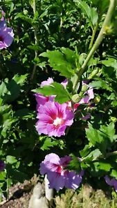 2 x Hibiskus,Hibiscus,Garten,blau u. rosa,ca 17 cm winterhart ,BIO