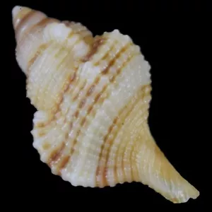 RETICUTRITON PFEIFFERIANUS Giovane (Zamboanga, Filippine) 14,8 mm #46338 - Foto 1 di 4