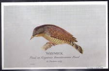 CAPERN-BRITISH & FOREIGN BIRDS (P54 PLAIN BACK)-#65- WRYNECK 