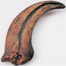 OVIRAPTOR Dinosaur Claw •  Raptor fossil replica • NEW REPLICA