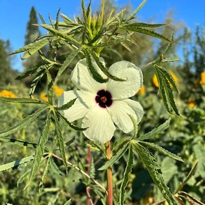 KENAF BLANCO - HIBISCO CANNABINUS 10+ Semillas Ed 093 - Imagen 1 de 1