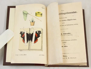 BUTTERFLY and moth LEPIDOPTERA collecting circa 1849 fine hand-coloured plates - Picture 1 of 19