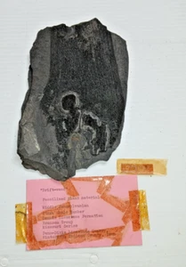 Fossilized Plant Material Driftwood Mid Pennsylvanian Fossil  Madison, Co. Iowa - Picture 1 of 8