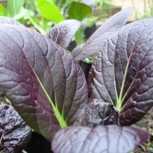 Pak Choi (Red F1) :) Hybrid 1350+ Seeds (Brassica) Instructions Included x - Picture 1 of 5
