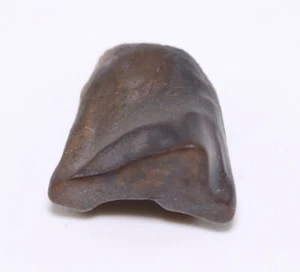 Triceratops Dinosaurier Fossil Zahnsegment Lance Creek Wyoming WY COA 6528 - Bild 1 von 9