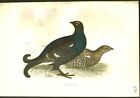 1870 ORIGINAL Hand Colored Bird Plate RARE Black Grouse
