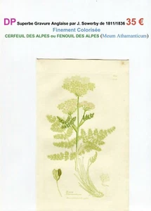 XIX ème - CERFEUIL DES ALPES (Meum Athamanticum) Superbe Gravure de 1811/1836 - Bild 1 von 2