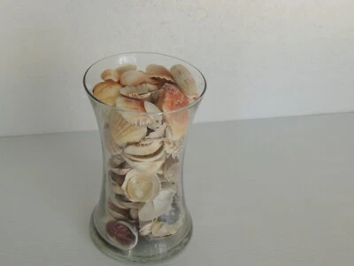 Jarrón de vidrio transparente de 8" de alto lleno de conchas marinas del océano Foto 1 de 4