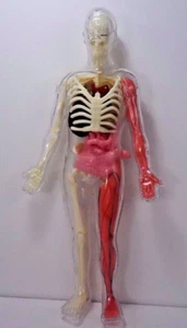 Esqueleto Educativo con Cuerpo y Piezas para Repuesto solo no completo - Imagen 1 de 6