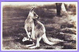 FOTO REAL AUSTRALIANA CANGURO CON JOEY EN BOLSA POSTAL - Imagen 1 de 2