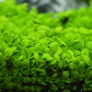Aquarium Plant Seeds Fish Tank Aquatic Water Grass Foreground Easy Plants 5g - Picture 1 of 32