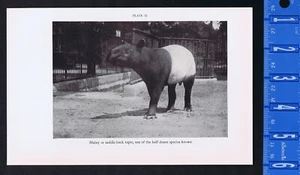 Malay or Saddle-Back TAPIR & Giant ANTEATER, National Zoo -1934 Print - Picture 1 of 1