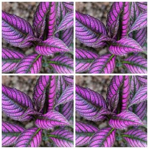 New Coleus Seeds Blue Purple Mixed Leaf Pot Plant Seed Easy Grow FREE POSTAGE - Picture 1 of 10