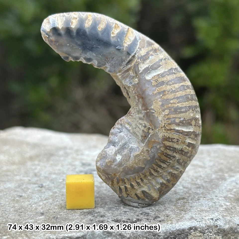 Rastellum oyster polished bivalve 'fossil alien', genuine - Image 1 of 1