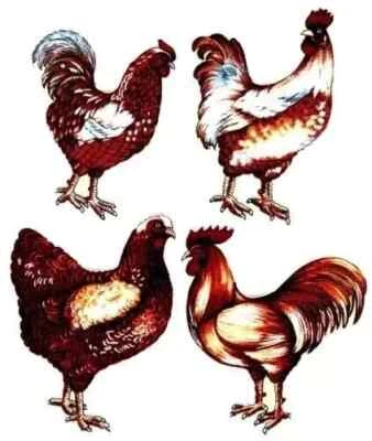 Aplique de tela de pollo gallo plancha al azar no bordado 3 pulgadas Foto 1 de 2