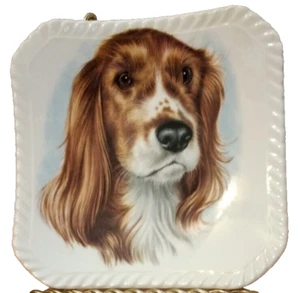 Plato decorativo vintage Spaniel Royal Adderley Inglaterra 4" porcelana de hueso - Imagen 1 de 6