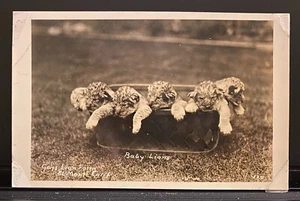Foto Real Postal RPPC El Monte CA ~ Gay’s Lion Farm ~ Baby Lions En Cesta - Imagen 1 de 2