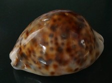 Cypraea Tigris 78.5 mm F+++ "UNUSUAL yellowish, callous body WOW !!