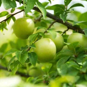 Plum Tree Plant Dwarf Patio Fruit 'Reine Claude D'Oullins' in Pot 100cm - Picture 1 of 1