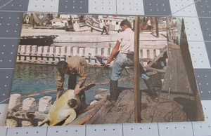 Postkarte The Turtle Crawls 1961, Key West, Florida - Bild 1 von 2