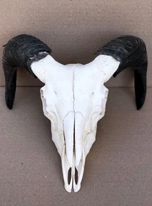 Wild Mouflon Ram Goat Aries Skull Head Taxidermy Anatomy Education Study Aid 1 - Picture 1 of 4