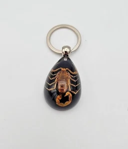 Llavero real SCORPION anillo genuino insecto insecto negro llavero Lucite - Imagen 1 de 7