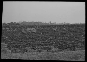 EIN WEINBERG ONTARIO KANADA UM 1913 Magische Laterne Dia FOTO LANDWIRTSCHAFT - Bild 1 von 3