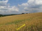 Photo 6x4 Ripening wheat Tonbridge  c2011