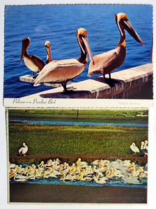 Postcards (2) - PELICANS - BIRDS (ANBD1-23) - Picture 1 of 4