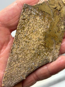 Dinosaur Bone Fossil slab for Cabbing Lapidary Collecting - Picture 1 of 7