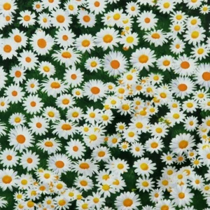 1 Yard - Freedom Flower C7471 grün Bauernhof verpackt Gänseblümchen von Timeless Treasures - Bild 1 von 2