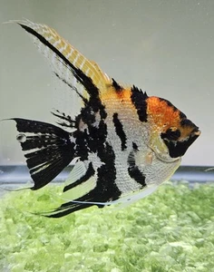 5 Pack Red Angel Fish Live Aquarium Tropical 1-2 Fast Shipping - Picture 1 of 4