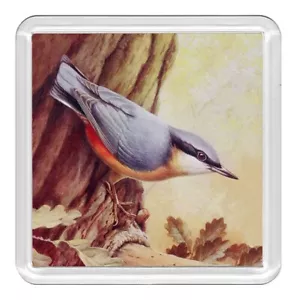 Bird Nuthatch Lovely Acrylic Coaster Novelty Drink Cup Mat Great Gift - Picture 1 of 1