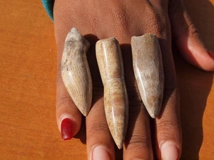 Juego de 3 dientes fósiles de dinosaurio terópodo pulido de 100 millones de años - Imagen 1 de 1