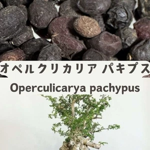 Operculicarya pachypus – Caudex Bonsai Succulent, Fresh Seeds100/200/500 - Picture 1 of 1