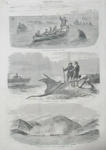 DEVIL FISH ENGRAVING AN ORGY OF PIRATES NEWSPAPER ILLUSTRATED UNIVERSE 1859 - Picture 1 of 3