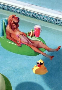 Funny BIRTHDAY Card, Pool Dog Bloodhound by John Lund Animal Antics + Envelope - Picture 1 of 6