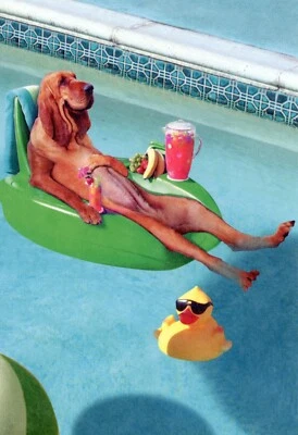 Funny BIRTHDAY Card, Pool Dog Bloodhound by John Lund Animal Antics + Envelope - Image 1 of 4