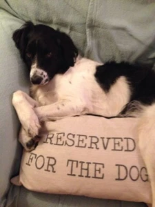 Linen cushion cover ''reserved for the dog '' :-) zip pipping NEW - Picture 1 of 5