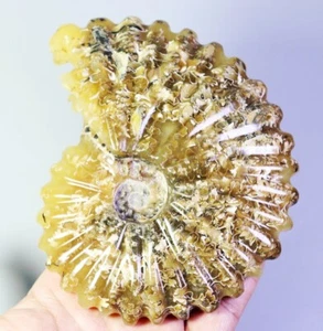 1.13lb Collection ! Natural Ammonite Shell Fossil Crystal Stone Mineral Specimen - Picture 1 of 12