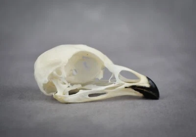 Calavera de urogallo oscuro completa real - ¡impecable! juego taxidermia pájaro montura europea Foto 1 de 4