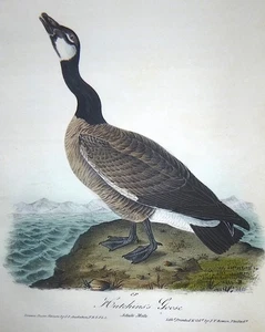Audubon 1st ed Octavo HUTCHINS'S GOOSE Birds of America 1840 original #377 - Bild 1 von 7
