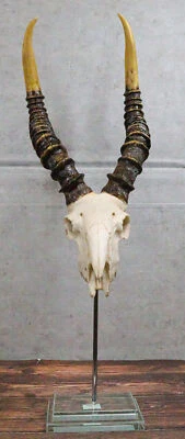 Calavera antílope Kudu taxidermia sintética vintage en montaje de poste de museo con base de vidrio Foto 1 de 4