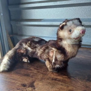 Folkmanis Ferret Puppet Plush 24" Full Body Realistic Animal Learning Toy - Picture 1 of 8