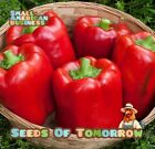 55 Organic Non-gmo California Wonder Bell Pepper Seeds- Seeds Of Tomorrow 