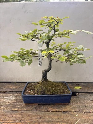 🌳 Hornbeam Bonsai (Carpinus betulus) – Mature Specimen, 60cm - Image 1 of 4