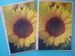 Realistic Sunflower Blossom Greeting/Note Card Set of (2) Blank Inside Hallmark - Picture 1 of 2
